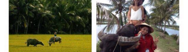 12395166_10153344017230749_2104848080_n